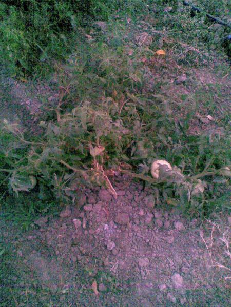 Name:  Grnt004.jpg
Views: 1003
Size:  69.0 KB