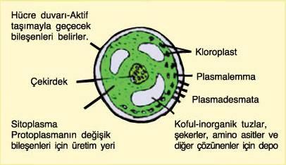 Name:  CHLORELLA ALG HCRES.JPG
Views: 5698
Size:  20.2 KB