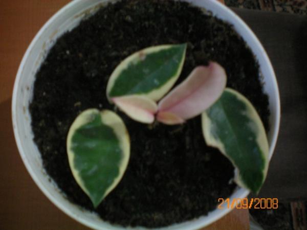 Name:  000_0006.jpg
Views: 1279
Size:  26.0 KB