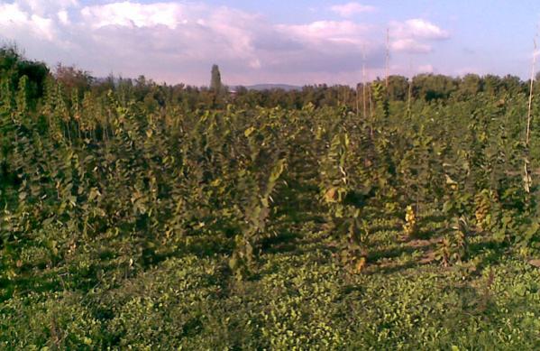 Name:  Grnt009.jpg
Views: 1285
Size:  55.8 KB