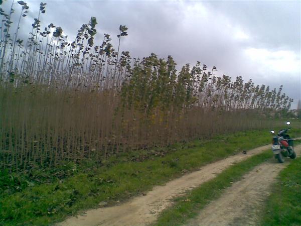 Name:  Grnt061 (Custom).jpg
Views: 5202
Size:  50.1 KB
