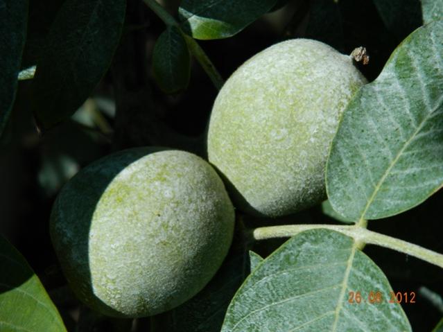 Name:  Resim 057.jpg
Views: 723
Size:  40.5 KB