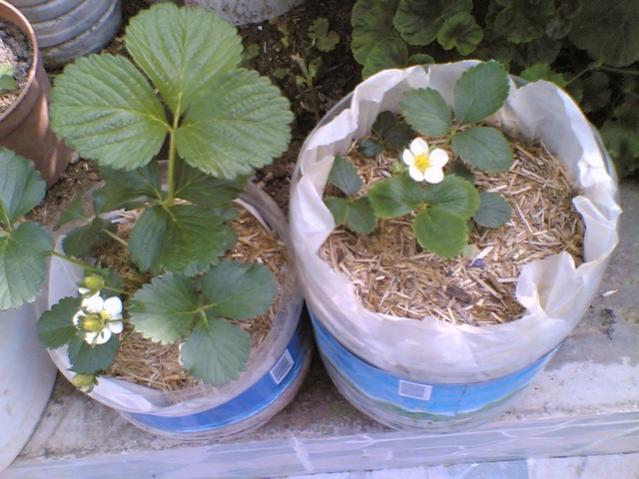 Name:  26042009(001).jpg
Views: 2983
Size:  50.2 KB