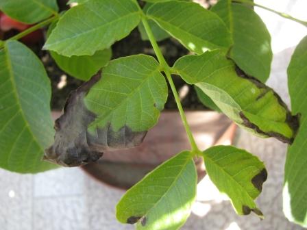 Name:  IMG_0400e.jpg
Views: 651
Size:  24.9 KB