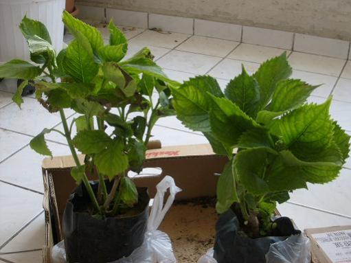 Name:  24.04.2009-ikisibirarada.jpg
Views: 586
Size:  32.5 KB