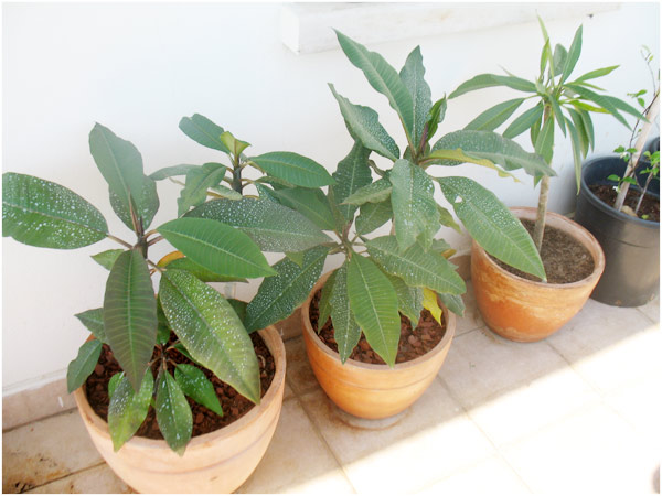 Name:  kabukplumeria.jpg
Views: 1747
Size:  66.6 KB