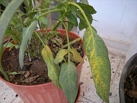 Name:  DSCN2025.jpg
Views: 893
Size:  54.2 KB