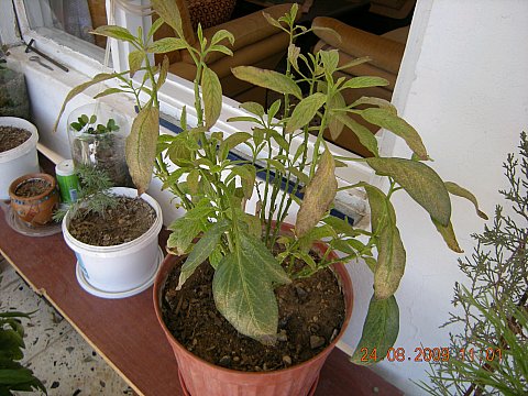 Name:  DSCN2129.jpg
Views: 812
Size:  61.6 KB