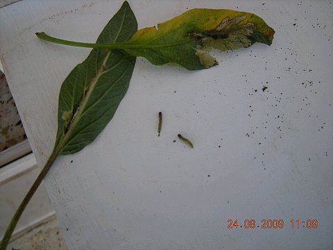 Name:  DSCN2141.jpg
Views: 815
Size:  26.1 KB