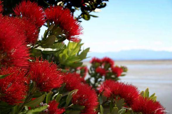 Name:  pohutukawa-new-zealand-christmas-tree.jpg
Views: 789
Size:  34.8 KB