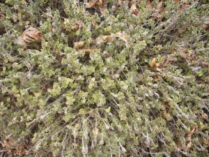 Name:  kn-kekik-1.jpg
Views: 5593
Size:  26.1 KB