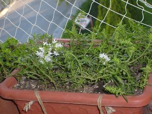 Name:  S6305430.JPG
Views: 2467
Size:  54.2 KB