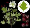 Name:  crataegus.jpg
Views: 3796
Size:  4.4 KB
