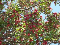 Name:  alic.jpg
Views: 4260
Size:  53.3 KB
