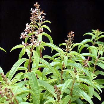 Name:  Aloysia-triphylla1.jpg
Views: 62807
Size:  32.5 KB