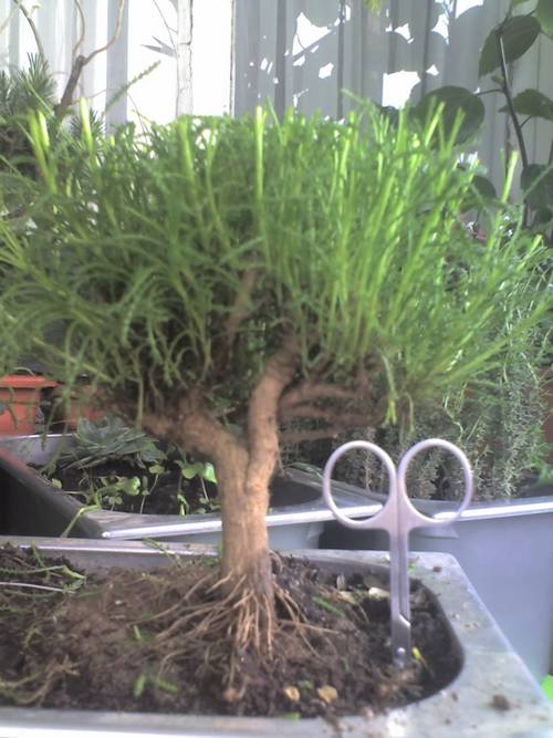 Name:  lavanta.jpg
Views: 4605
Size:  50.0 KB