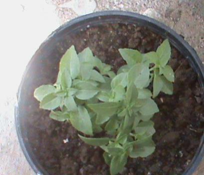 Name:  salatalklar 015.jpg
Views: 3610
Size:  20.4 KB