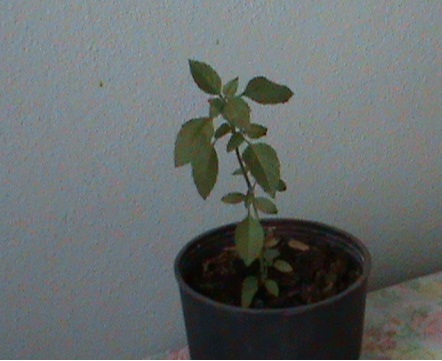 Name:  fesleen 001.JPG
Views: 3647
Size:  66.7 KB