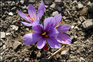 Name:  safran.jpg
Views: 11675
Size:  28.9 KB