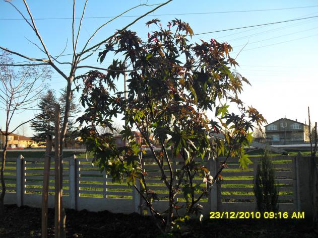 Name:  199.jpg
Views: 26343
Size:  71.1 KB