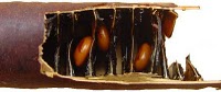 Name:  cassiafistFRouvert2.jpg
Views: 1961
Size:  7.0 KB