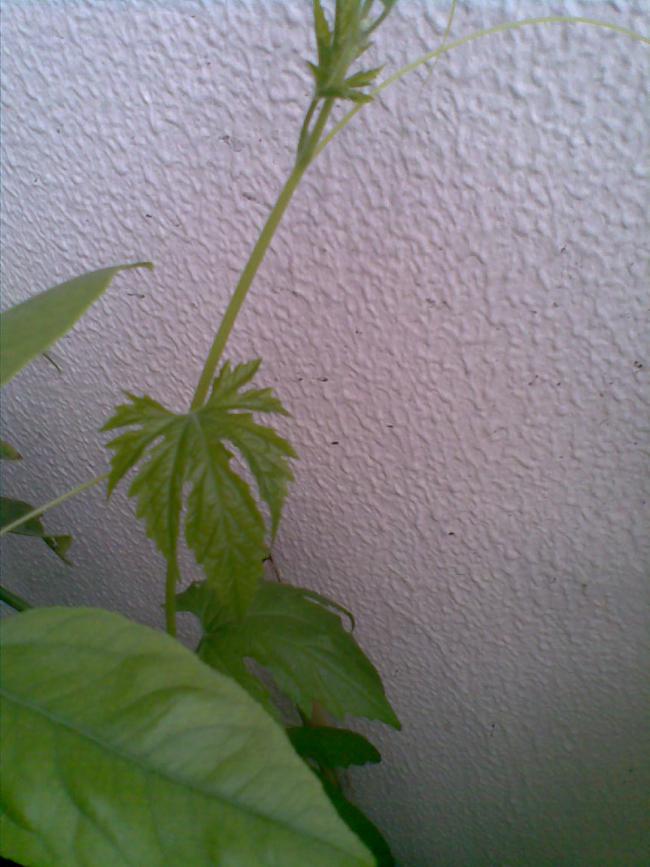 Name:  13062011(006).jpg
Views: 1446
Size:  64.3 KB
