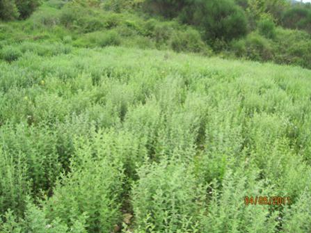 Name:  kekik 022----.jpg
Views: 10372
Size:  34.1 KB