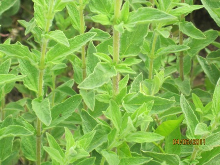 Name:  kekik 038---.jpg
Views: 7559
Size:  63.1 KB