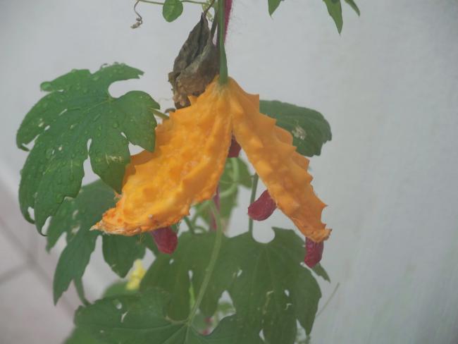 Name:  100_3259.jpg
Views: 1932
Size:  25.2 KB