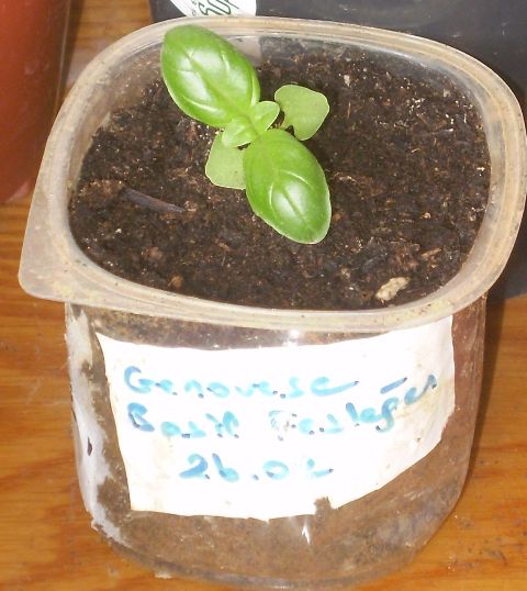 Name:  Genovese Basil Fesleen.jpg
Views: 8433
Size:  58.4 KB