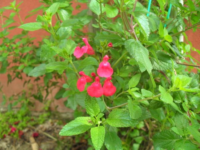Name:  026.jpg
Views: 2720
Size:  54.4 KB