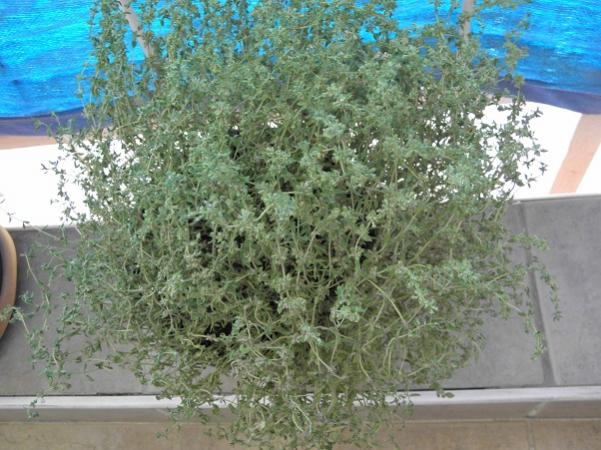 Name:  Balkon (7).jpg
Views: 5217
Size:  58.5 KB