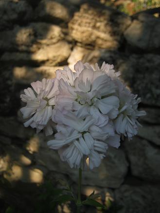 Name:  sabun ..JPG
Views: 8904
Size:  26.4 KB
