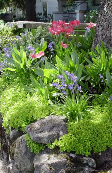 Name:  165_Origanum Aureum sm.jpg
Views: 12838
Size:  58.6 KB
