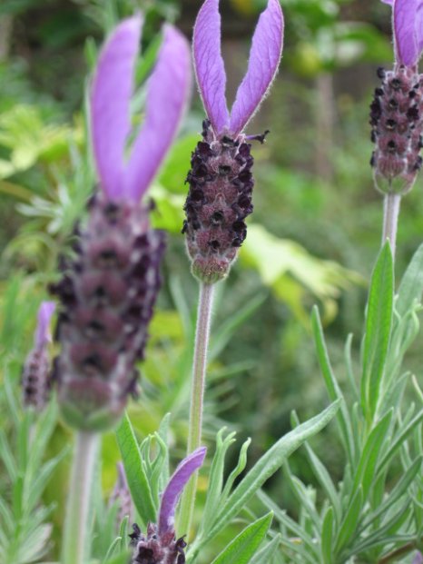 Name:  Lavandula stoecbas avonview 003.jpg
Views: 45642
Size:  53.5 KB