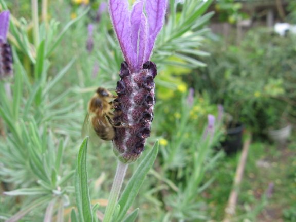 Name:  Lavandula stoecbas avonview 004.jpg
Views: 43309
Size:  44.8 KB