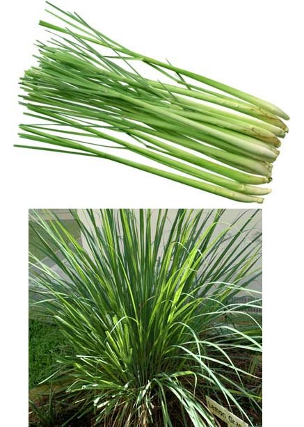 Name:  limonotu.jpg
Views: 12029
Size:  61.2 KB