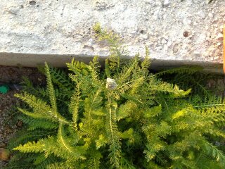 Name:  20130616_200133~01.jpg
Views: 6033
Size:  31.5 KB