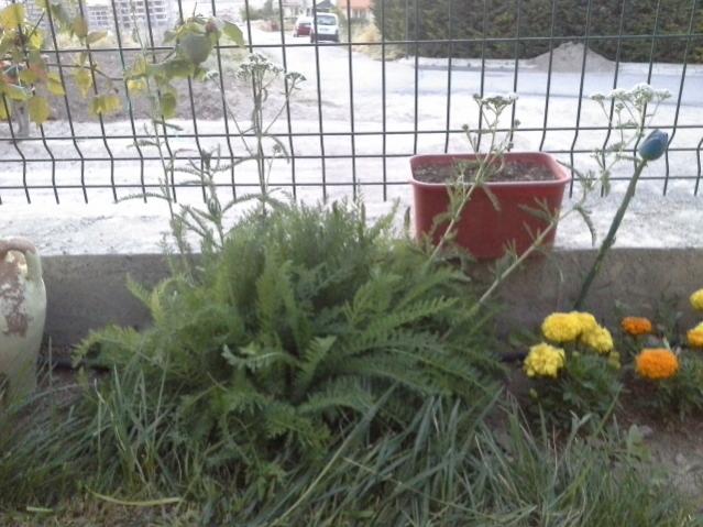 Name:  20130705_203420.jpg
Views: 5757
Size:  55.4 KB