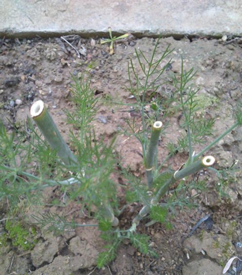 Name:  fennel.jpg
Views: 4592
Size:  56.8 KB