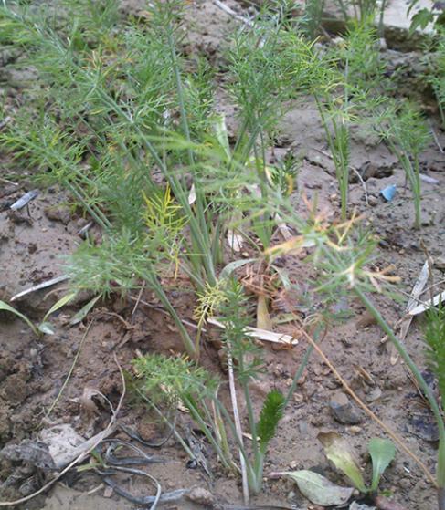 Name:  wild_fennel.jpg
Views: 4746
Size:  67.8 KB