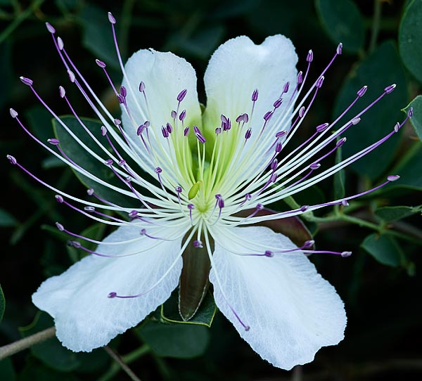 Name:  gebere01.jpg
Views: 5103
Size:  65.1 KB