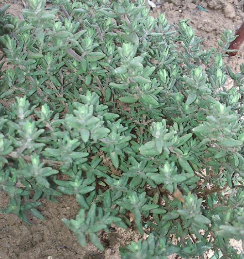 Name:  kekik.jpg
Views: 3155
Size:  69.9 KB