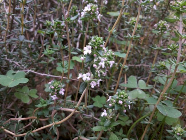 Name:  English Thyme flowers in spring.jpg
Views: 1797
Size:  61.1 KB