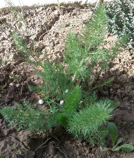 Name:  rezene.jpg
Views: 6823
Size:  73.5 KB