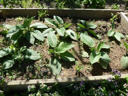 Name:  comfrey.jpg
Views: 6019
Size:  65.1 KB