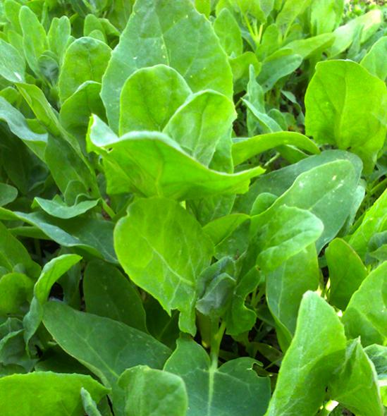 Name:  chenopodium_album_l..jpg
Views: 4005
Size:  54.4 KB