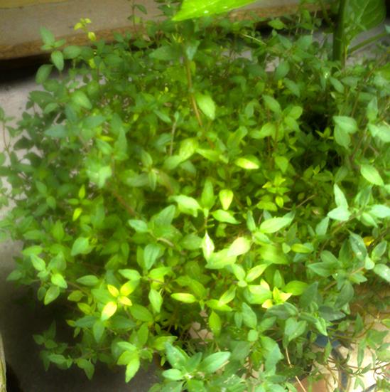 Name:  cok_yillik_kekik.jpg
Views: 1581
Size:  53.6 KB