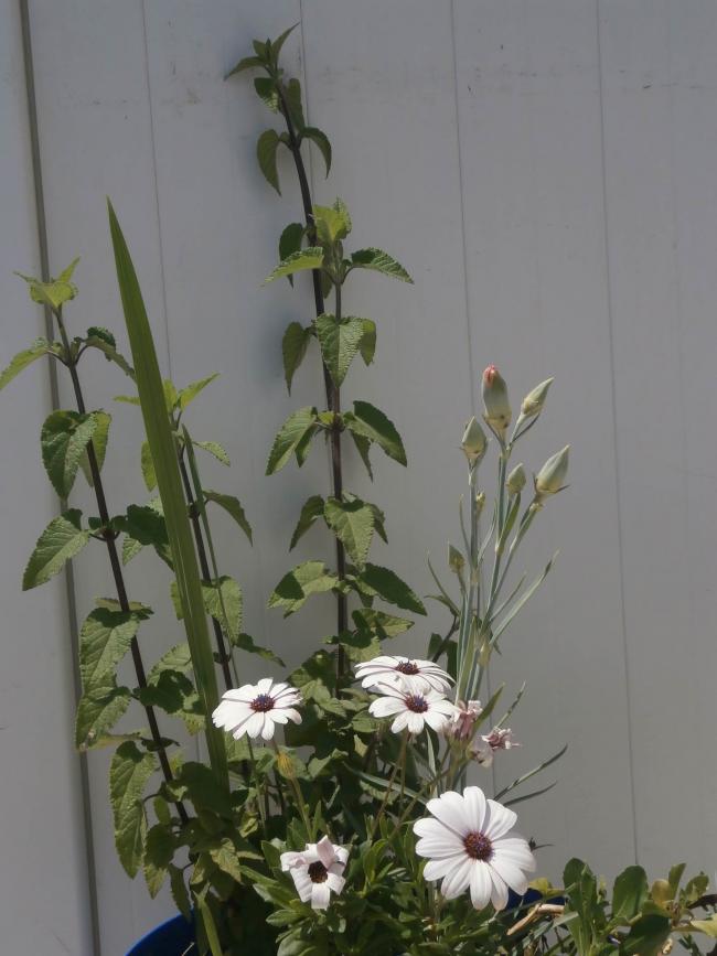 Name:  Salvia coccinea 02.jpg
Views: 1504
Size:  55.7 KB