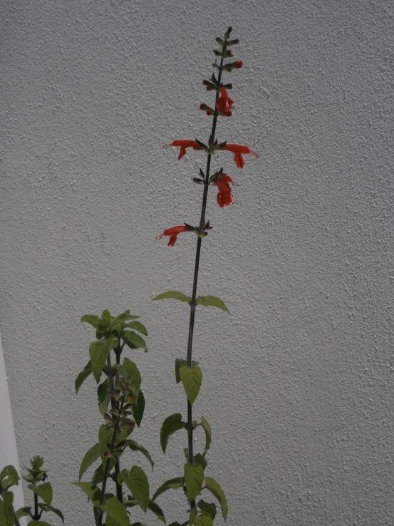 Name:  Salvia coccinea 01.jpg
Views: 1693
Size:  70.6 KB